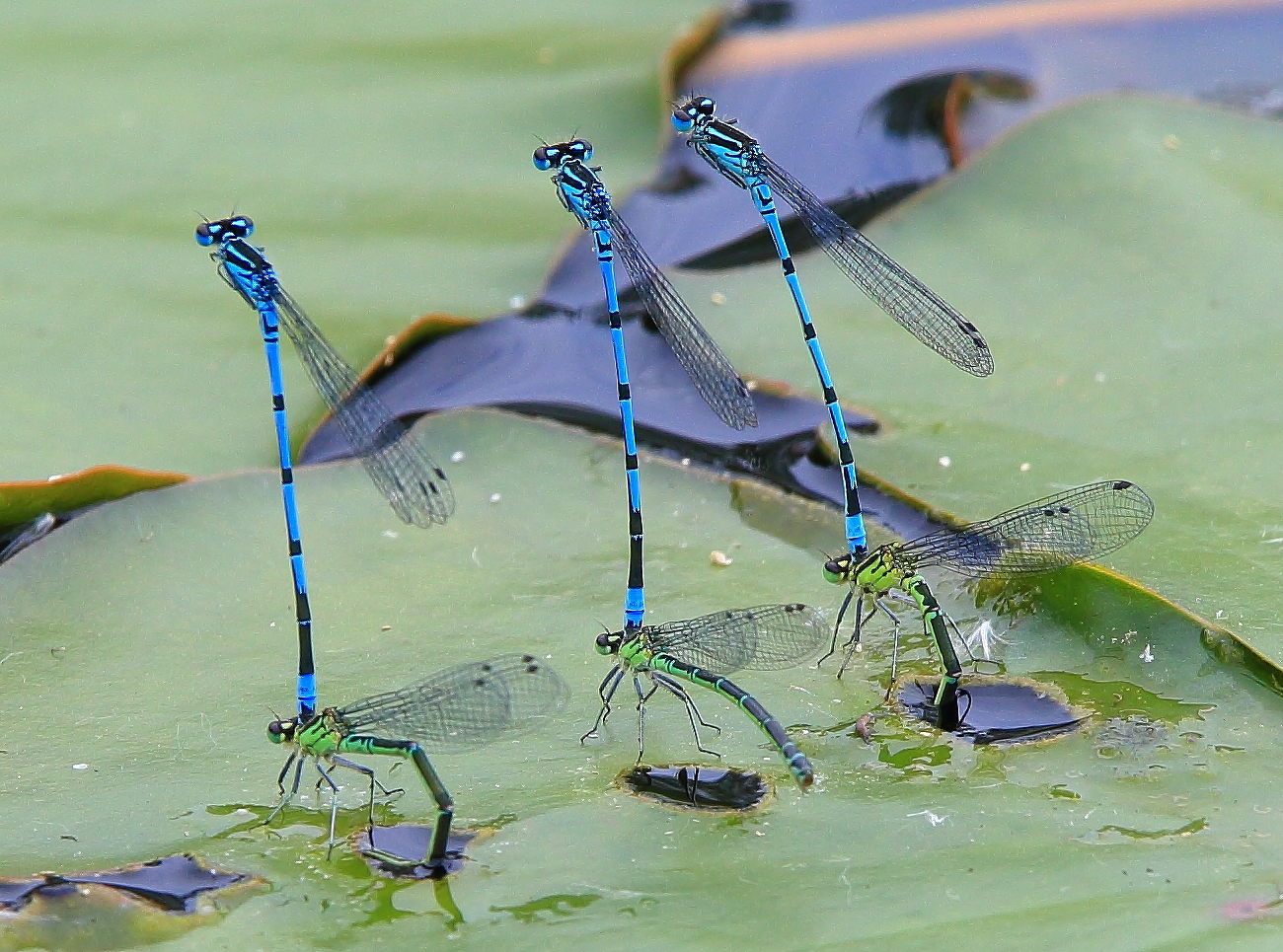 Six blue and gree damselflies on a water lily leaf